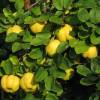 Cognassier � fruits