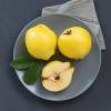 Cognassier � fruits