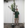 Cognassier � fruits