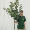 Cognassier � fruits