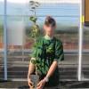 Cognassier � fruits