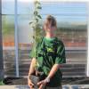 Cognassier � fruits