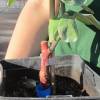 Cognassier � fruits
