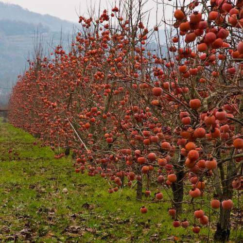 planter un arbre a kaki