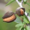 Amandier � fruits