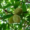 Amandier � fruits