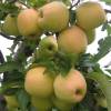 Pommier 'Golden delicious'