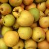 Pommier 'Golden delicious'