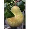 Pear tree 'Beurr hardy'