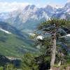 Pin de Bosnie