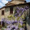 Glycine bleue