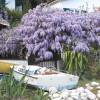 Glycine bleue