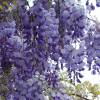 Glycine de Chine bleue