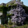 Glycine de Chine bleue