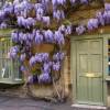 Glycine de Chine bleue