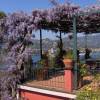 Glycine de Chine bleue