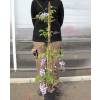 Glycine de Chine bleue