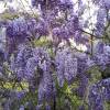 Glycine de Chine bleue