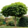 Catalpa boule