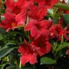 Dipladenia Rouge