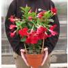 Dipladenia Rouge