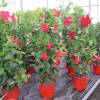 Dipladenia Rouge