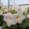 Dipladenia blanc