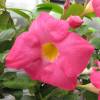 Dipladenia rose