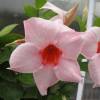 Dipladenia rose