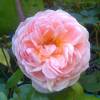 Rosier 'Abraham Darby'