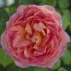 Rosier 'Abraham Darby'