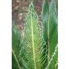 Cycas