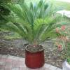 Cycas