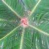 Cycas