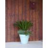 Cycas