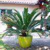 Cycas