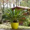 Cycas