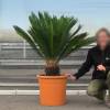 Cycas