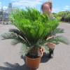 Cycas