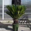 Cycas