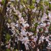 Kit Haie fleurie 'Julie'
