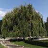 Saule pleureur