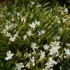 Laurier rose - Fleurs blanches