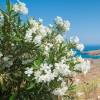 Laurier rose - Fleurs blanches
