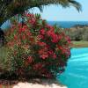 Laurier rose - Fleurs rouges