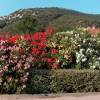 Laurier rose - Fleurs rouges