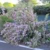 Weigelia florida 'Variegata'