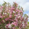 Weigelia florida 'Variegata'