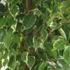 Ficus 'Golden King'