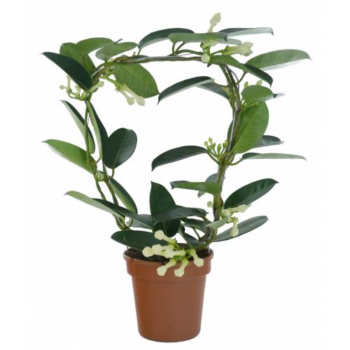 Jasmin de Madagascar - C12 : vente Jasmin de Madagascar - C12 ... Jasmin de Madagascar - C12 : vente Jasmin de Madagascar - C12 ...